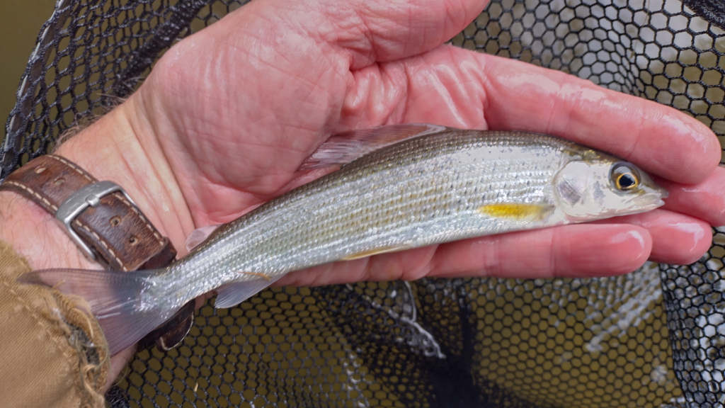 Photo of the little grayling